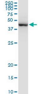 PRMT2 Polyclonal Antibody, MaxPab™