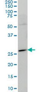 HES1 Monoclonal Antibody (4D9)