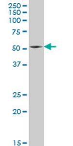 HSF4 Monoclonal Antibody (3G3)