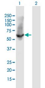 HSPA1L Polyclonal Antibody, MaxPab™