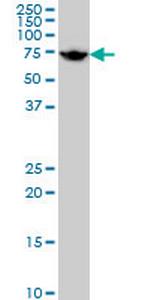 HSPA1L Monoclonal Antibody (7H6)