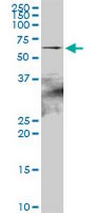 HSPA2 Antibody in Western Blot (WB)