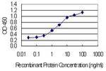 HSPA8 Antibody in ELISA (ELISA)