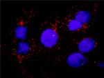HSPB1 Antibody in Proximity Ligation Assay (PLA) (PLA)