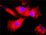 HSPB1 Antibody in Proximity Ligation Assay (PLA) (PLA)