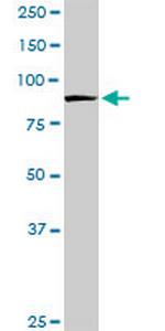 HSP90AB1 Antibody in Western Blot (WB)