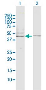 HTR2B Polyclonal Antibody, MaxPab™