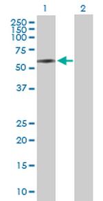 ICA1 Polyclonal Antibody, MaxPab™