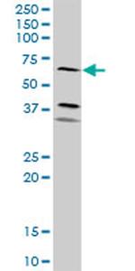 ICAM1 Antibody in Western Blot (WB)