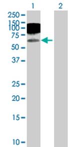 ICAM1 Polyclonal Antibody, MaxPab™