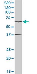 ICAM1 Antibody in Western Blot (WB)