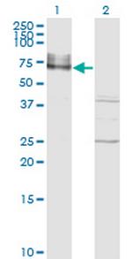 ICAM1 Antibody in Western Blot (WB)