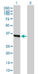 ICAM2 Antibody in Western Blot (WB)