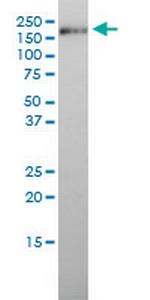 ICAM3 Monoclonal Antibody (2F8)
