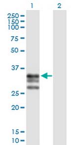 ICAM4 Polyclonal Antibody, MaxPab™