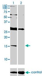 ID2 Monoclonal Antibody (3C3)