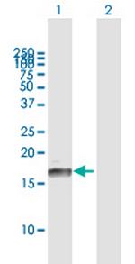 ID3 Polyclonal Antibody, MaxPab™