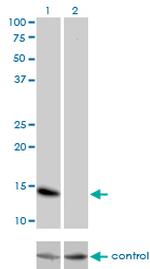 ID3 Monoclonal Antibody (4G1)