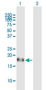 ID4 Polyclonal Antibody, MaxPab™