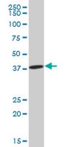 IDH3A Antibody in Western Blot (WB)