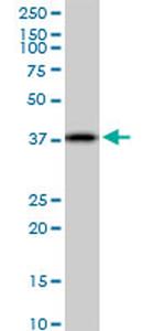 IDH3A Antibody in Western Blot (WB)