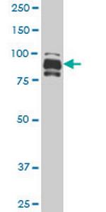 IFI16 Monoclonal Antibody (5C10)