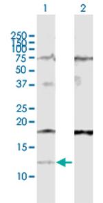 IFI27 Polyclonal Antibody, MaxPab™