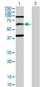 SP110 Polyclonal Antibody, MaxPab™