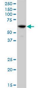 IFIT3 Polyclonal Antibody, MaxPab™
