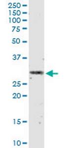 IFNA2 Antibody in Western Blot (WB)