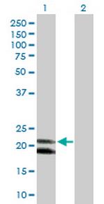 IFNA4 Polyclonal Antibody, MaxPab™