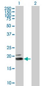 IFNW1 Polyclonal Antibody, MaxPab™