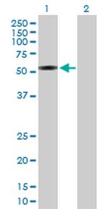 IFRD1 Antibody in Western Blot (WB)