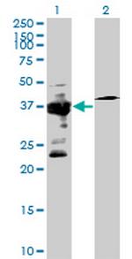 IGBP1 Polyclonal Antibody, MaxPab™