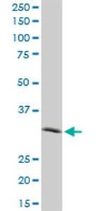 IGFBP6 Antibody in Western Blot (WB)