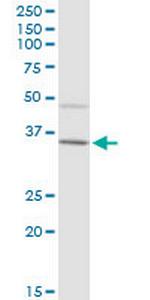 IGHA2 Polyclonal Antibody, MaxPab™