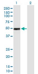 IGHG1 Polyclonal Antibody, MaxPab™