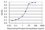 IL1B Antibody in ELISA (ELISA)