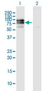 IL10RA Polyclonal Antibody, MaxPab™