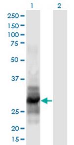 IL12A Monoclonal Antibody (1A6)