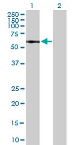 IL13RA1 Polyclonal Antibody, MaxPab™