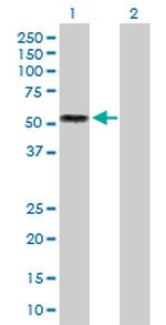 IL13RA2 Polyclonal Antibody, MaxPab™