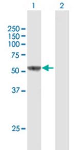 IL16 Polyclonal Antibody, MaxPab™