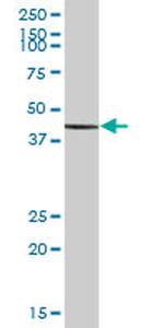 ILF2 Antibody in Western Blot (WB)