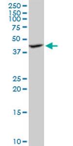 ILF2 Antibody in Western Blot (WB)