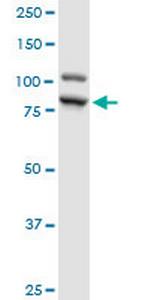 ILF3 Polyclonal Antibody, MaxPab™