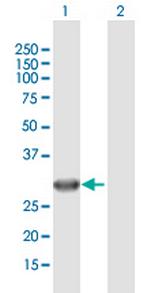 IMPA2 Polyclonal Antibody, MaxPab™