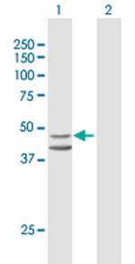 IDO1 Antibody in Western Blot (WB)