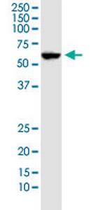 IDO1 Antibody in Western Blot (WB)