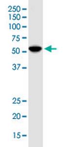 IDO1 Monoclonal Antibody (4D2)